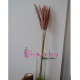 Iarba Pampas roz - Flori si Plante Uscate